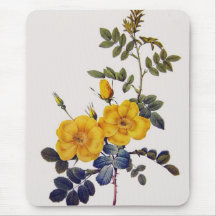 Rosa Eglanteria, P.J. Redoute, wilde gelbe Rosen Mousepad
