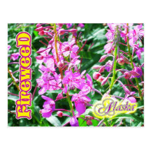 Rosa Fireweed-Blumen in Alaska Postkarte