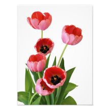 Rosa Frühlings-Tulpe-Blumenstrauß-Fotografie