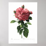 Rosa gallica flore giganteo plakatdruck