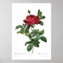 Rosa gallica pontiana plakatdrucke