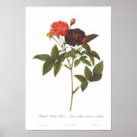 Rosa gallica purpurea velutina posterdruck