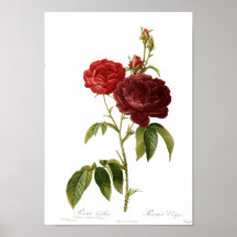 Rosa gallica purpuro-violacea Magna Posterdrucke