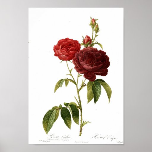 Rosa gallica purpuro-violacea Magna Posterdrucke