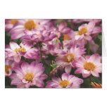 Rosa Gänseblümchen Grußkarten