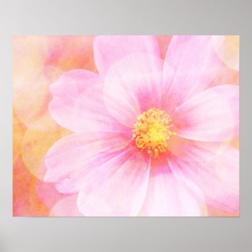 Rosa Gänseblümchen mit Bokeh Plakat