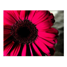 Rosa Gänseblümchen-Postkarte