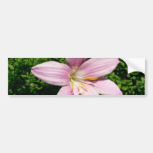 Rosa Garten-Blume in Bush Autosticker