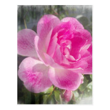 Rosa Garten-Rose Postkarten