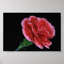 Rosa Gartennelke Plakatdruck