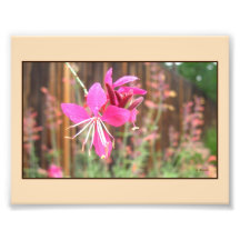 Rosa Gaura blühender Foto-Druck