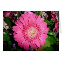 Rosa Gerber Gänseblümchen Grußkarten