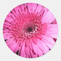 Rosa Gerber Gänseblümchenaufkleber