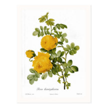 Rosa hemispherica postkarten
