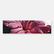 Rosa Hibiskus-Blumenkopf, Majorca Blumen Auto Sticker