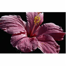 Rosa Hibiskus-Blumenkopf, Majorca Photo Figuren