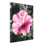 Rosa Hibiskus-Foto Galerie Gefaltete Leinwand