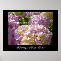 Rosa Hydrangea-Blumenkunst druckt botanisches Plakat