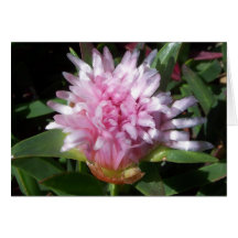 Rosa Iceplant Blume Karte
