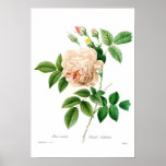Rosa Indica Plakatdruck