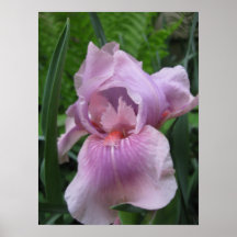Rosa Iris Plakatdruck
