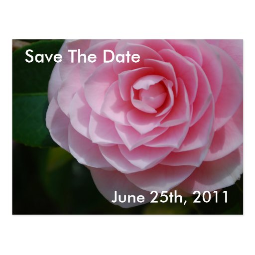 Rosa Kamelien-Save the Date Postkarte