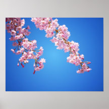 Rosa Kirschblüten gegen einen blauen Himmel, Mediu Plakate