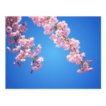 Rosa Kirschblüten gegen einen blauen Himmel, NYC Postkarte