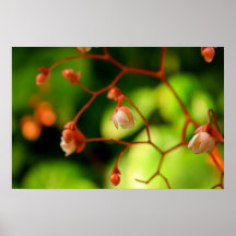 Rosa knospt Blumen Atlanta Georgia Plakate