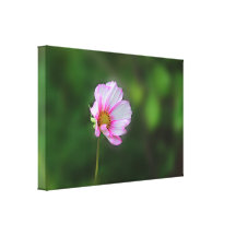 Rosa Kosmos-Wildblume-Leinwand Gespannte Galerie Drucke