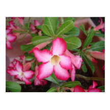 Rosa Leidenschaft Postkarte