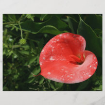 Rosa Lilie Flyerdruck