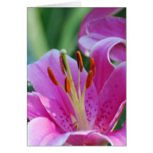 Rosa Lilien-Gruß-Karte