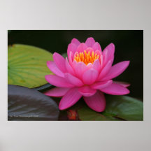 Rosa Lotos-Blumen-Druck Poster