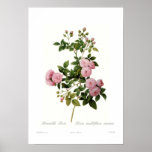 Rosa multiflora carnea (Brombeerstrauch-Rose) Poster