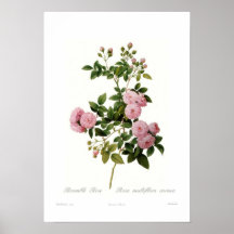 Rosa multiflora carnea (Brombeerstrauch-Rose) Poster