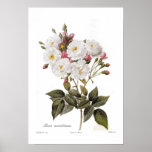Rosa noisettiana plakate