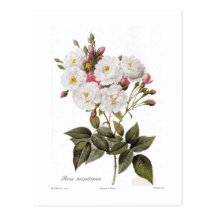 Rosa noisettiana postkarten