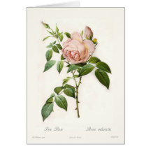 Rosa-Odorata Karte