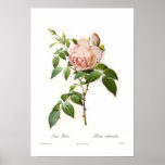 Rosa-Odorata Posterdrucke