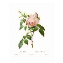 Rosa-Odorata Postkarte