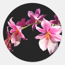 Rosa Orchidee Aufkleber