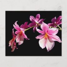 Rosa Orchidee Individuelle Flyer