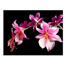 Rosa Orchidee Postkarten
