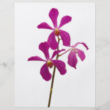 Rosa Orchideen Flyerdesign