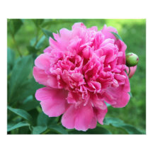 Rosa Pfingstrose Kunst Photo