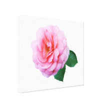 Rosa Renaissance-Rose Gespannter Galeriedruck