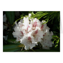 Rosa Rhododendron-Foto Grußkarten