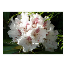 Rosa Rhododendronund ZederSprigs Visitenkartenvorlagen
