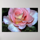 Rosa Rose auf Leinwand-Druck Posterdrucke
